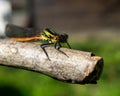 Macro shot of a large red damselfly on a branch Royalty Free Stock Photo