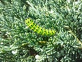 Macro shot of the larva or caterpillar of the small emperor moth Saturnia pavonia - green with black rings and yellow and red