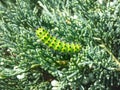 Macro shot of the larva or caterpillar of the small emperor moth Saturnia pavonia - green with black rings and yellow and red