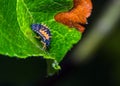 Macro shot of a larva of seven-needle ladybird on a green leaf Royalty Free Stock Photo