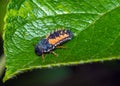 Macro shot of a larva of seven-needle ladybird on a green leaf Royalty Free Stock Photo