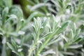 A macro shot of the Lavandula pinnata or fernleaf lavender