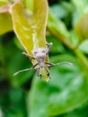 Macro Shot of a Leaf-Footed Bug & x28;Coreidae& x29; on a Green Leaf. Royalty Free Stock Photo