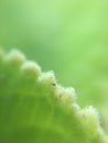 Macro shot on leaf and green background Royalty Free Stock Photo