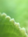 Macro shot on leaf and green background