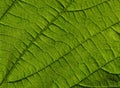Macro shot of a leaf Royalty Free Stock Photo