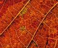 Macro shot of a leaf with leaflets and veins visible