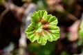A macro shot of a leaf of Pelargonium