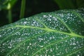 Macro shot of a leaf surface with water drops after rain Royalty Free Stock Photo