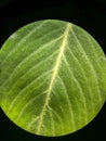Macro Shot of a Leaf Under a Microscope Royalty Free Stock Photo