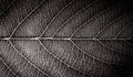 Black and White leaf vains macro Royalty Free Stock Photo
