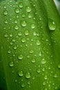 A macro shot of leaf with water drops Royalty Free Stock Photo