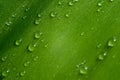 A macro shot of leaf with water drops Royalty Free Stock Photo