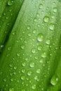 A macro shot of leaf with water drops