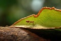 macro shot of leafcutter ant carrying a leaf edge-to-edge Royalty Free Stock Photo