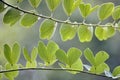 Macro shot of leaves Green in the nature