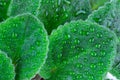 Macro shot of the leaves of a green plant. Flower close-up. There are drops of dew or water on the leaves. Flora. Royalty Free Stock Photo