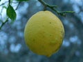 Macro shot of a lemon growing on an overcast day