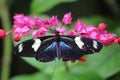 Macro shot of the Lepidoptera butterfly on a pink flower Royalty Free Stock Photo