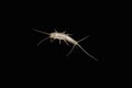 A macro shot of a lepisma on black background (known as silverfi