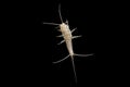 A macro shot of a lepisma on black background (known as silverfish)