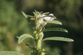 Macro shot of the Leucas taxon plant Royalty Free Stock Photo