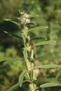 Macro shot of the Leucas taxon plant Royalty Free Stock Photo