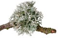 Macro shot of a lichen on a dead branch Royalty Free Stock Photo