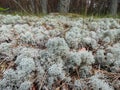 Macro shot of light-colored, fruticose species of lichen Grey reindeer lichen Cladonia rangiferina in forest Royalty Free Stock Photo
