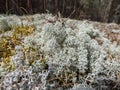 Macro shot of light-colored, fruticose species of lichen Grey reindeer lichen Cladonia rangiferina in forest Royalty Free Stock Photo