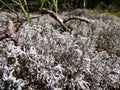 Grey reindeer lichen - Reindeer Moss with a branch and grass in the background