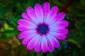 Macro shot of light purple daisy flower - perfect for wallpaper Royalty Free Stock Photo