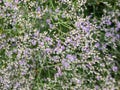 Macro shot of lilac lavender five-petalled flowers of wildflower Sea Lavender (limonium latifolium)