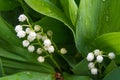 Macro shot of lilly of the valley - tender spring flowers Royalty Free Stock Photo