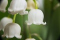 A macro shot of the lily of the valley