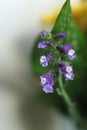 Limonium sinuatum, commonly known as wavyleaf sea lavender, statice, sea lavender, notch leaf marsh rosemary, sea pink flower Royalty Free Stock Photo