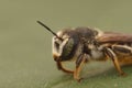 Macro shot of a Lithurgus chrysurus female bee on a leaf Royalty Free Stock Photo