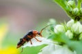 Macro shot of little beauty beetle on white flower and green leaves Royalty Free Stock Photo