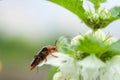 Macro shot of little beauty beetle on white flower and green leaves Royalty Free Stock Photo