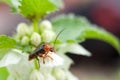 Macro shot of little beauty beetle on white flower and green leaves Royalty Free Stock Photo