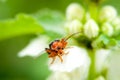 Macro shot of little beauty beetle on white flower and green leaves Royalty Free Stock Photo