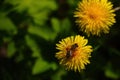 Macro shot of a little cute bee sitting on a yellow dandelion flower with green background Royalty Free Stock Photo