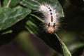 Macro Shot Of Little Fluffy White With Orange Strips Caterpillar Royalty Free Stock Photo