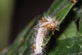 Macro Shot Of Little Fluffy White With Orange Strips Caterpillar Royalty Free Stock Photo