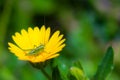 Macro shot of a little green grasshopper on a yellow daisy Royalty Free Stock Photo