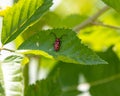 Macro shot of a little red bug on the surface of a green leaf Royalty Free Stock Photo