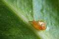 Macro shot of a little snail crawling on a green leaf Royalty Free Stock Photo