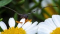 Macro shot of a longhorn beetle (Cerambycidae) eating a camomile flower Royalty Free Stock Photo