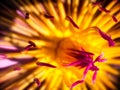 Macro shot. Lotus flower sri lankan flower