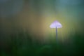 Macro shot of a luminous mushroom against a blurred background